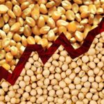 US Corn and Soybean Production Forecasts Rise, Adding Pressure to Grain Markets