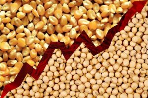 US Corn and Soybean Production Forecasts Rise, Adding&hellip;
