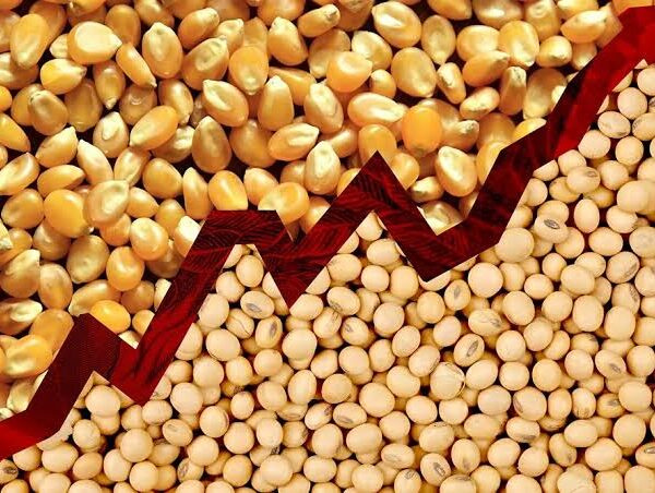 US Corn and Soybean Production Forecasts Rise, Adding…