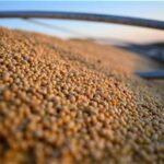 Brazil’s Soybean Exports Intensify Competition in US Grain Markets