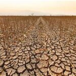 Drought and Heat Weaken European Union Oilseed Production Outlook for 2026–27