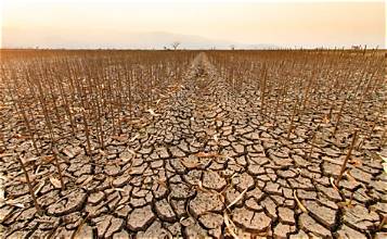 Drought and Heat Weaken European Union Oilseed Production…
