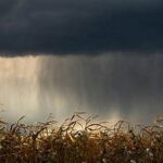 U.S. Corn and Soybean Markets React to Changing Weather Conditions