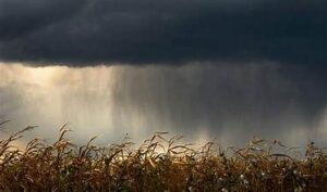 U.S. Corn and Soybean Markets React to Changing&hellip;